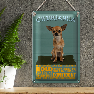 Blechschild Spruch 20x30cm Chihuahua Hund bold confident