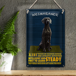 Blechschild Spruch 20x30cm Weimaraner Hund alert and steady