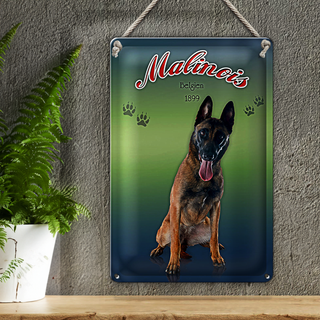 Blechschild Hund 20x30cm Malinois Belgien 1899