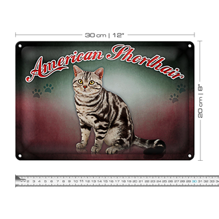 Blechschild Katze 30x20cm American Shorthair Wanddeko