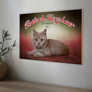 Holzschild Katze 30x20cm British Kurzhaar Großbritanien