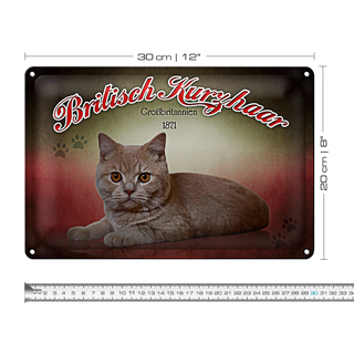 Blechschild Katze 30x20cm British Kurzhaar Großbritanien