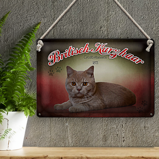 Blechschild Katze 30x20cm British Kurzhaar Großbritanien