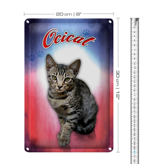 Blechschild Katze 20x30cm Ocicat Wanddeko