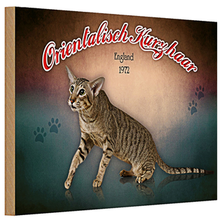 Holzschild Katze 30x20cm Orientalisch Kurzhaar England