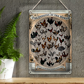 Blechschild Geflügelart 20x30cm the poultry of the worls
