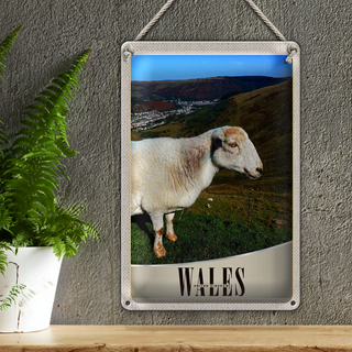 Blechschild Reise 20x30cm Wales United Kingdom Schaf Wiese Natur