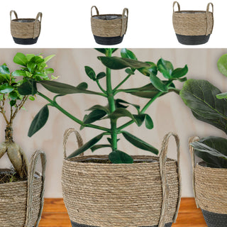 Pflanzkorb 3er Set Rohrkolbengras S:20x25x20cm; M23x28x23cm; L:26x31x26cm Kunstofffolien-Inlay Übertopf Körbe Korbset Pflanztopf