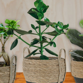 Pflanzkorb 3er Set Rohrkolbengras S:20x25x20cm; M23x28x23cm; L:26x31x26cm Kunstofffolien-Inlay Übertopf Körbe Korbset Pflanztopf