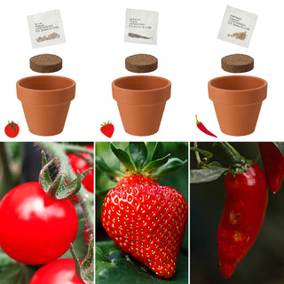Anzuchttöpfe Ton 3er Set 5,5x5,5x3,5cm Samen Kokosquellpad Tomate Erdbeere Chilli Pflanzsamen