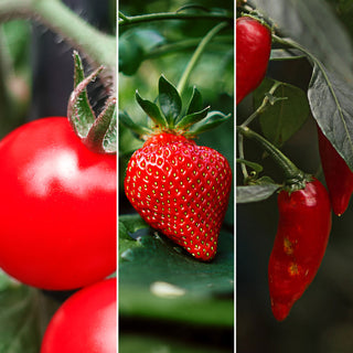 Anzuchttöpfe Ton 3er Set 5,5x5,5x3,5cm Samen Kokosquellpad Tomate Erdbeere Chilli Pflanzsamen