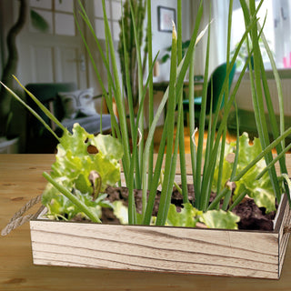 Pflanzkasten mit Henkel 4er Set geflammt Platanenholz Jute Folieninlay