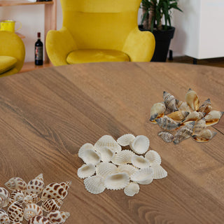 Muscheln gemischt Netz 3er Set ca. 300 gr. Muschelmix Naturprodukt maritim Dekomuscheln Schnecken