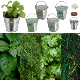 Kräutersamen 4er Set Zinkeimer Henkel Kokosquellpad Basilikum Petersilie Dill Schnittlauch Kräutergarten