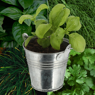 Kräutersamen 4er Set Zinkeimer Henkel Kokosquellpad Basilikum Petersilie Dill Schnittlauch Kräutergarten