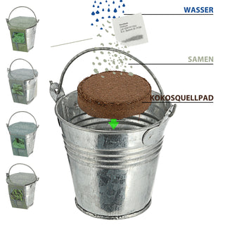 Kräutersamen 4er Set Zinkeimer Henkel Kokosquellpad Basilikum Petersilie Dill Schnittlauch Kräutergarten