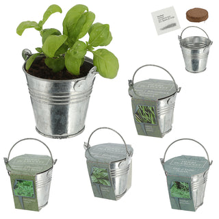 Kräutersamen 4er Set Zinkeimer Henkel Kokosquellpad Basilikum Petersilie Dill Schnittlauch Kräutergarten