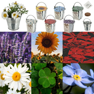 Blumensamen 6er Set Zinkeimer Kokosquellpad Samen Sonnenblumen Vergissmeinnicht Glücksklee Margerite  Brennende Liebe Lavendel