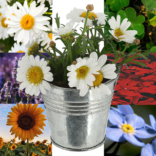 Blumensamen 6er Set Zinkeimer Kokosquellpad Samen Sonnenblumen Vergissmeinnicht Glücksklee Margerite  Brennende Liebe Lavendel