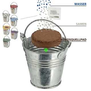 Blumensamen 6er Set Zinkeimer Kokosquellpad Samen Sonnenblumen Vergissmeinnicht Glücksklee Margerite  Brennende Liebe Lavendel