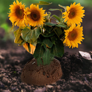 Saatbomben 12er Set 2fach sortiert Wildblumen Sonnenblumen Blumensamen Saatgut