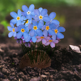 Saatbomben 12er Set 2fach sortiert Wildblumen Sonnenblumen Blumensamen Saatgut