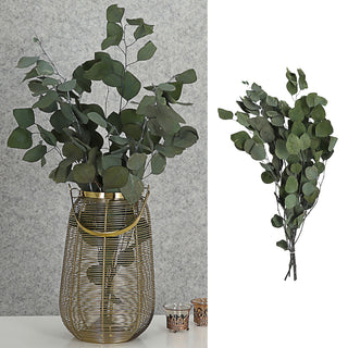 Eycalyptuszweige großblättrig Bündel 65-75cm grün Zweig getrocknet Dekozweige Strauchzweige Trockenpflanze konserviert