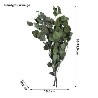Eycalyptuszweige großblättrig Bündel 65-75cm grün Zweig getrocknet Dekozweige Strauchzweige Trockenpflanze konserviert