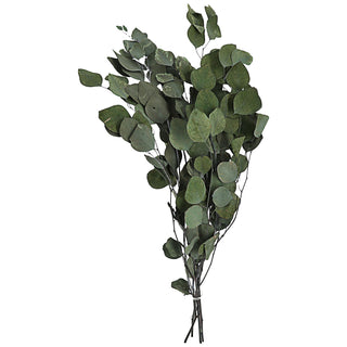 Eycalyptuszweige großblättrig Bündel 65-75cm grün Zweig getrocknet Dekozweige Strauchzweige Trockenpflanze konserviert