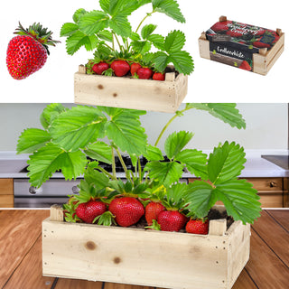 Anzuchtset 'Erdbeere' in Holzbox mit Inlay 20,5x13,3x6cm Samen Kokoserde Anzuchtkiste Erdbeerkiste