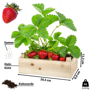 Anzuchtset 'Erdbeere' in Holzbox mit Inlay 20,5x13,3x6cm Samen Kokoserde Anzuchtkiste Erdbeerkiste