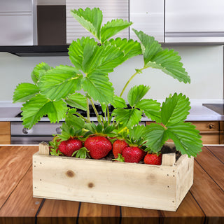 Anzuchtset 'Erdbeere' in Holzbox mit Inlay 20,5x13,3x6cm Samen Kokoserde Anzuchtkiste Erdbeerkiste