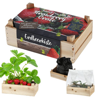 Anzuchtset 'Erdbeere' in Holzbox mit Inlay 20,5x13,3x6cm Samen Kokoserde Anzuchtkiste Erdbeerkiste