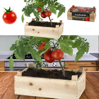 Anzuchtset 'Tomate' in Holzbox mit Inlay 20,5x13,3x6cm Samen Kokoserde Anzuchtkiste Tomatenkiste
