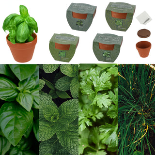 Kräutersamen 4er Set Tontöpfe Kokosquellpad Schnittlauch Petersilie Basilikum Minze Kräutergarten
