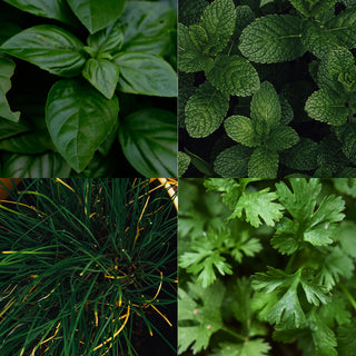 Kräutersamen 4er Set Tontöpfe Kokosquellpad Schnittlauch Petersilie Basilikum Minze Kräutergarten