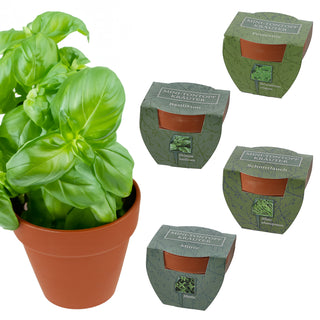 Kräutersamen 4er Set Tontöpfe Kokosquellpad Schnittlauch Petersilie Basilikum Minze Kräutergarten