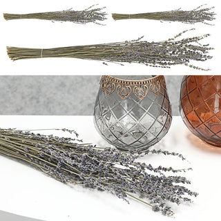 Lavendelzweig Bündel 45-55cm grün blau Lavendel getrocknet Dekozweige Lavendelstrauß Trockenpflanze konserviert