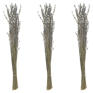 Lavendelzweig Bündel 45-55cm grün blau Lavendel getrocknet Dekozweige Lavendelstrauß Trockenpflanze konserviert