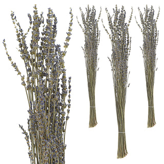 Lavendelzweig Bündel 45-55cm grün blau Lavendel getrocknet Dekozweige Lavendelstrauß Trockenpflanze konserviert